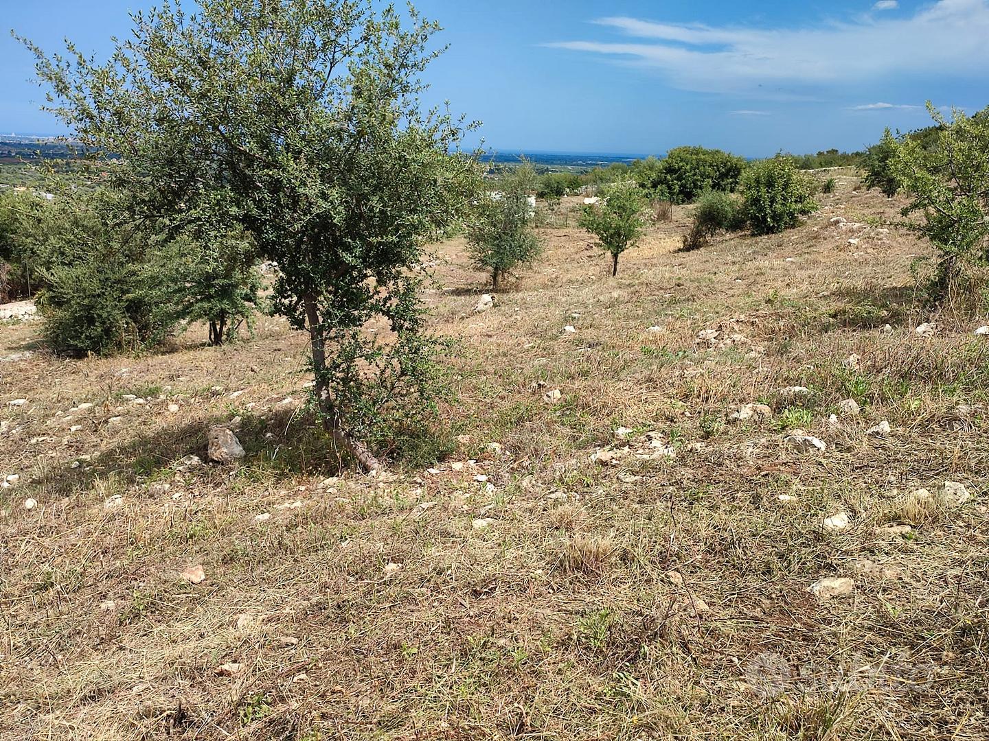 Terreno panoramico di 9.000 m² con magazzino - Vista 5
