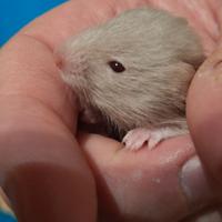 Criceto Dorato - Annuncio sempre valido