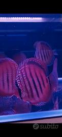 Discus  simil Wild 