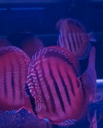 Discus  simil Wild 