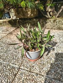 pianta di kalanchoe 