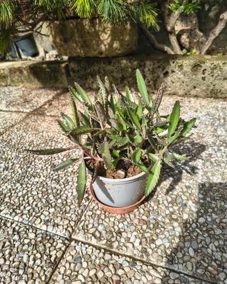 pianta di kalanchoe 