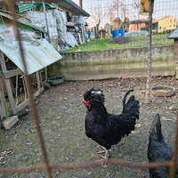 Gallo padovano e moroseta