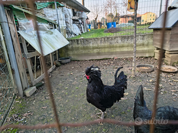 Gallo padovano e moroseta