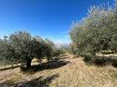 ter-agricolo-a-assisi