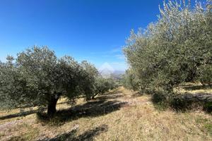 TER. AGRICOLO A ASSISI