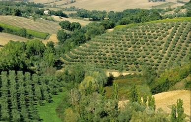 Potatore certificato per uliveto