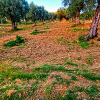 Terreno agricolo di circa 7 ettari