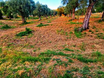 Terreno agricolo di circa 7 ettari