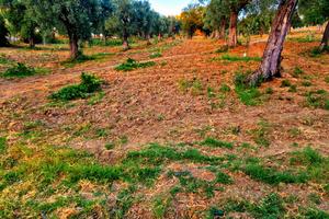 Terreno agricolo di circa 7 ettari