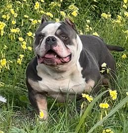 AmericanBully top extreme Pocket