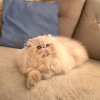 Cucciolo persiano