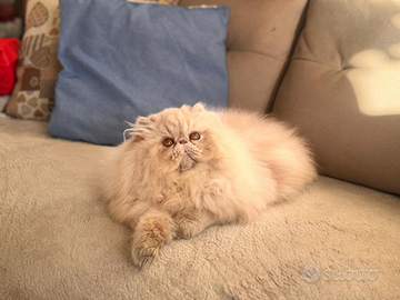 Cucciolo persiano