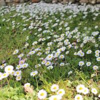 Giardino e manutenzione villetta