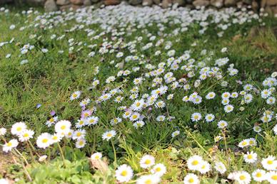 Giardino e manutenzione villetta