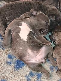 Bouledogue simil blu