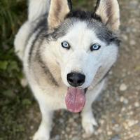 CINDY, splendida HUSKY cercaa famiglia