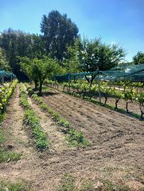 Terreno agricolo Favari frazione di Poirino(TO)