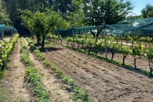 Terreno agricolo Favari frazione di Poirino(TO)