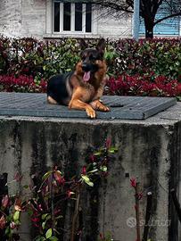 Adozione di pastori tedeschi