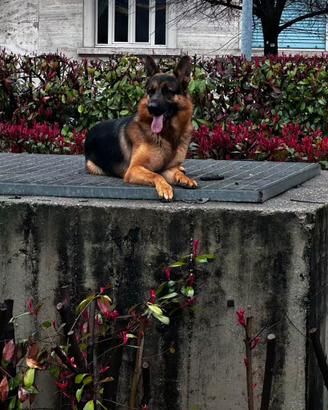 Adozione di pastori tedeschi