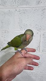 Pullo di parrocchetto Monaco parlante svezzato