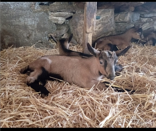 Capretti camosciati delle alpi