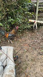 Gallo americano 1 anno