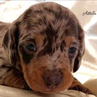 Bassotti cuccioli kaninchen/nani
