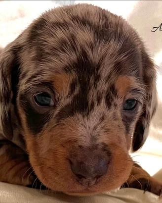 Bassotti cuccioli kaninchen/nani