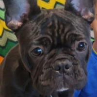 Bulldog francese di 7 mesi