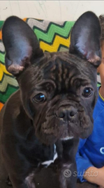 Bulldog francese di 7 mesi