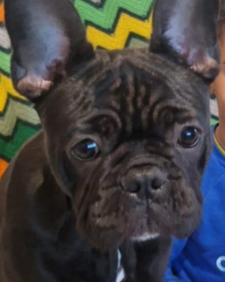 Bulldog francese di 7 mesi