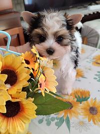 Biewer terier feminap