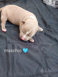 Cuccioli American Pitbull terrier