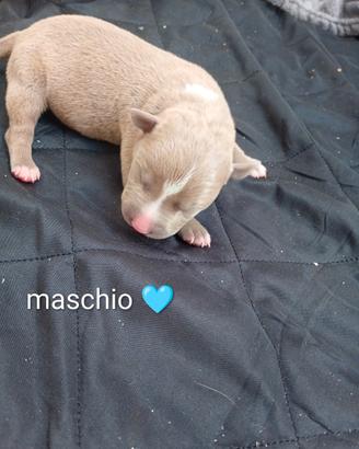 Cuccioli American Pitbull terrier