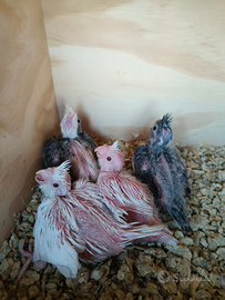 Disponibili calopsite da allevare a mano