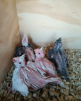 Disponibili calopsite da allevare a mano