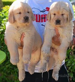 Golden Retriver anglo americano senza pedigree