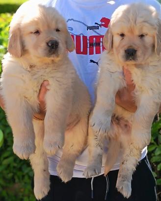 Golden Retriver anglo americano senza pedigree