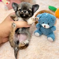 Chihuahua Mini