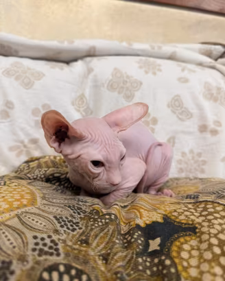Cucciolo di Sphynx