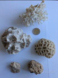 coralli e pietre pomice