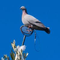 Piccioni per la caccia al colombaccio