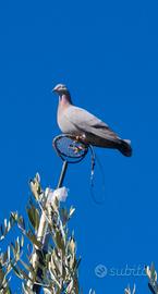Piccioni per la caccia al colombaccio