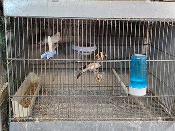 Coppia cardellino mayor x mosaico rosso