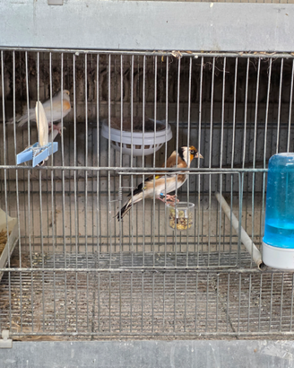 Coppia cardellino mayor x mosaico rosso