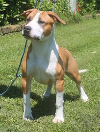 Amstaff femmina co/proprietà