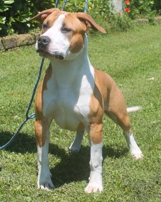 Amstaff femmina co/proprietà