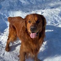 Golden Retriver maschio
